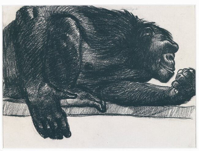 Romano Dazzi – Scimpanzè Romano Dazzi - Scimpanzè