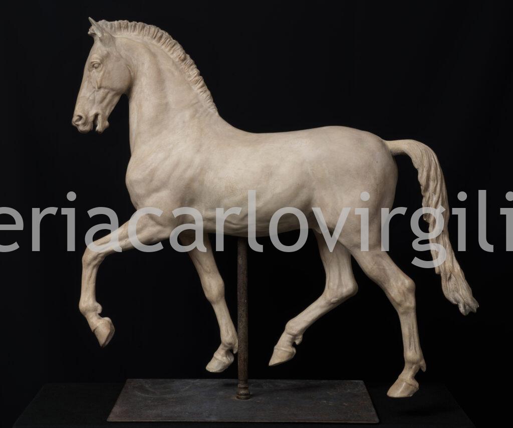 Monti - Cavallo arabo